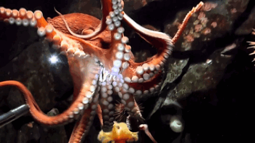 giantsquid2-2.gif