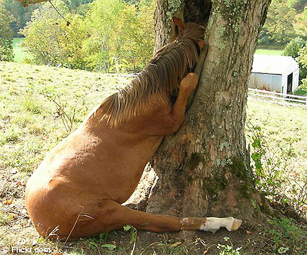Horse_Unemployed.jpg