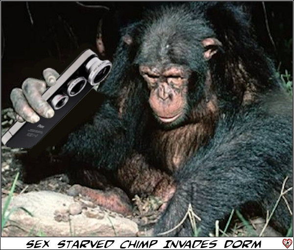 ChimpWithCamera.jpg