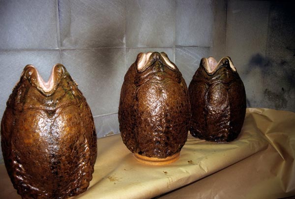 Alien_Eggs.jpg