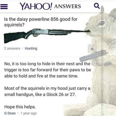 Squirrels.jpg