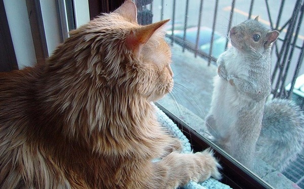 squirrel_fat_cat.jpg
