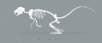 Squirrel Skeleton RunningSmaller.gif