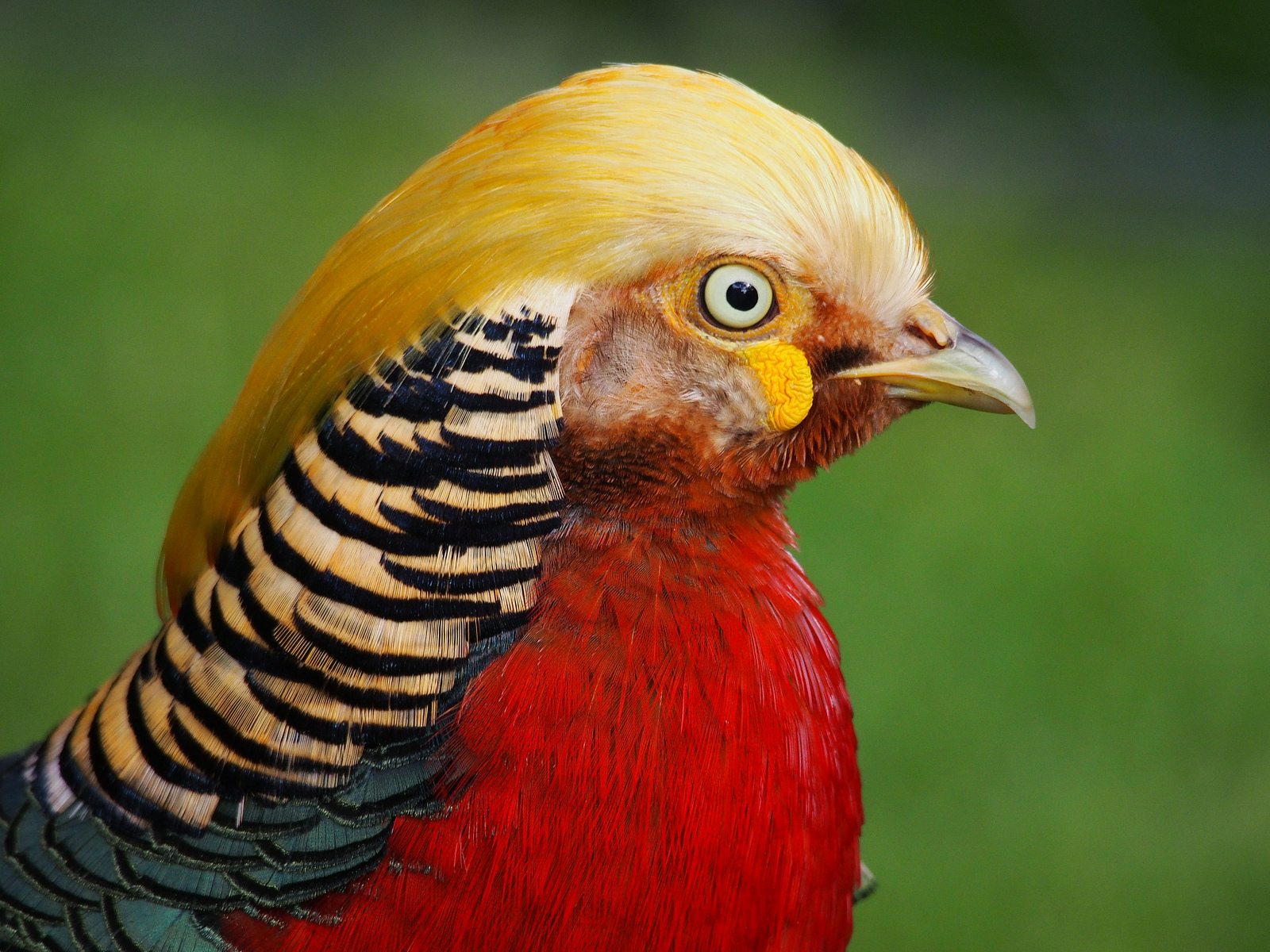 goldenpheasant.jpg
