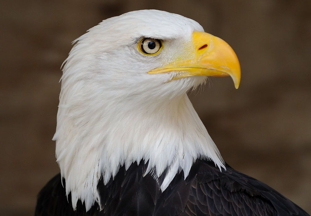 Bald_Eagle_Profile_Portrait_2.jpg