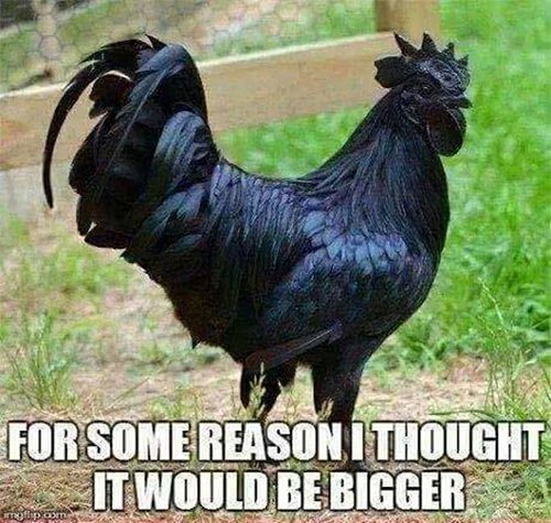 Black_Cock.jpg