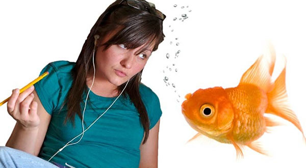 Goldfish_Attention_Span.jpg