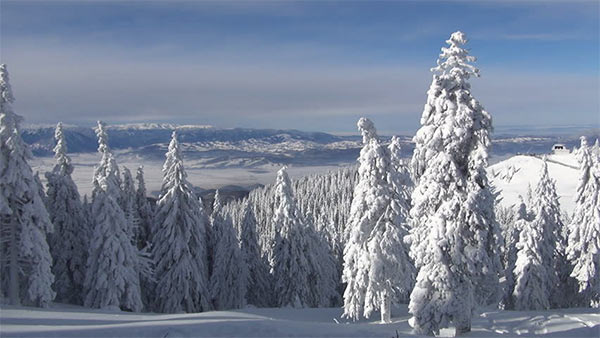 SNowy_Forest.jpg