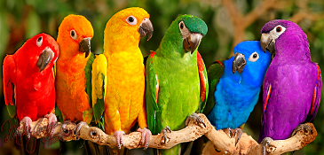 parrots_(365).png