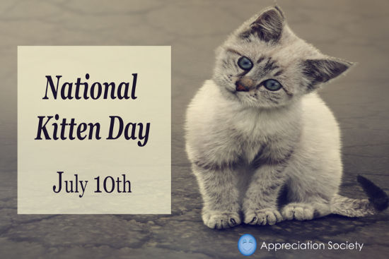 Kitten Appreciation.jpg