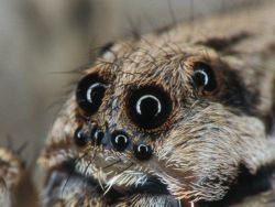 spider_8_eyes.jpg