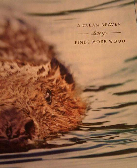 beaver.jpg