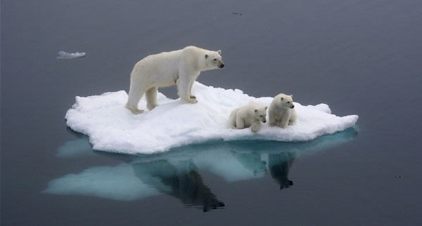 Polar_Bears_Stranded.jpg