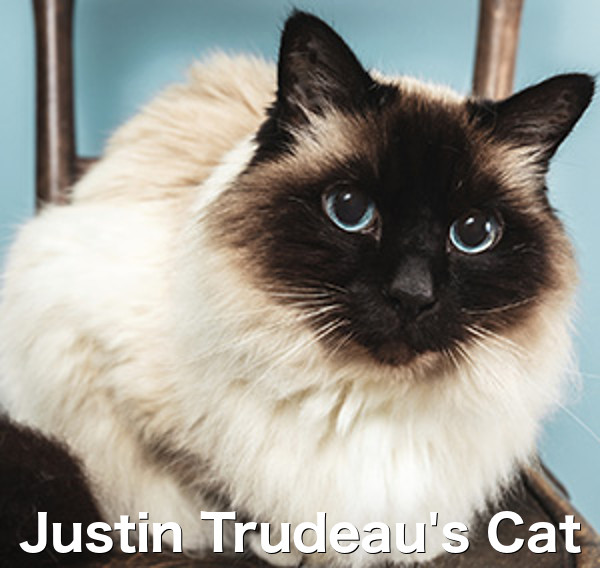 trudeaus-cat.jpg