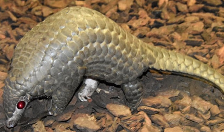 pangolin.jpg
