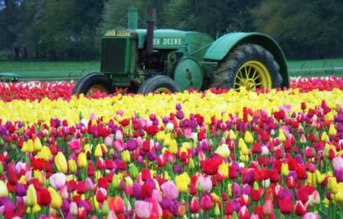 Tulip Farm.jpg
