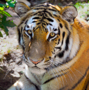 Screen Shot 2020-04-23 at 2.11.13 PM.png