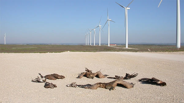 Windfarm_Birds_Death.jpg