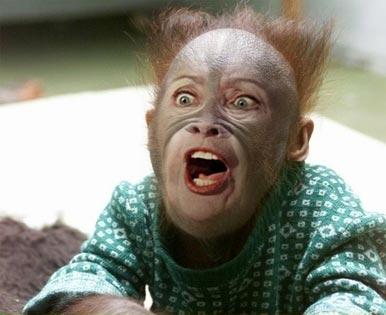 monkey-hillary.jpg