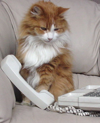 cat-on-phone.jpg