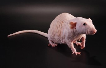 HairlessRat.jpg