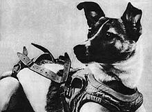 220px-Laika.jpg