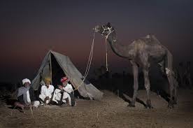 Camel.jpg