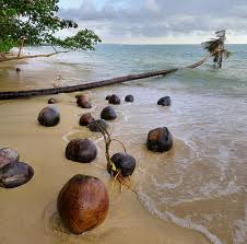 coconuts.jpg