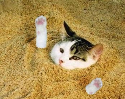 buried Reiuxcat.jpg