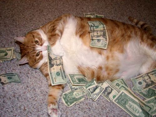 money cat.jpg