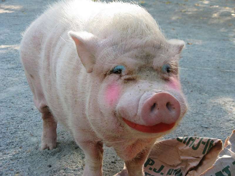 PigMU.jpg
