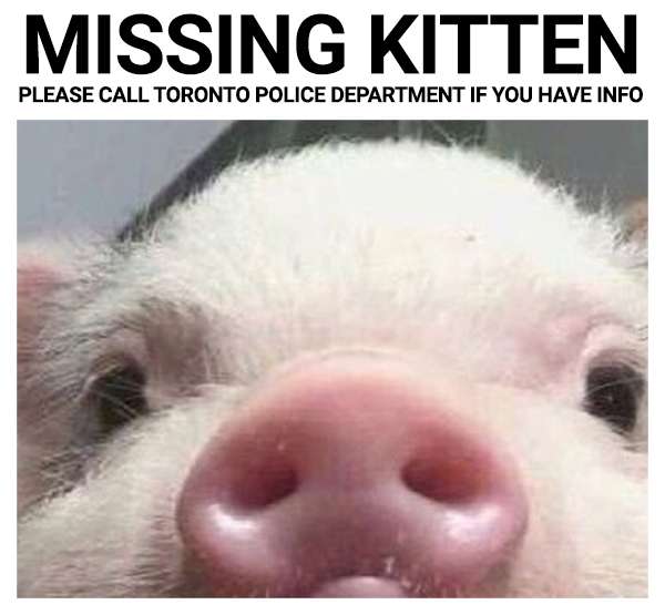 Pig Cam.jpg