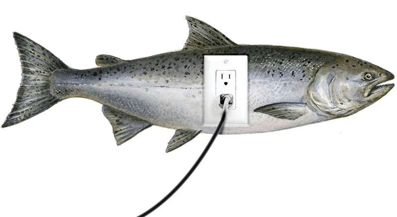 Elecsam.jpg