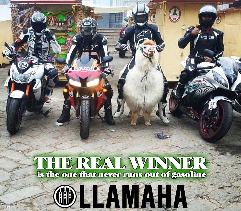 Llamahahaha.jpg