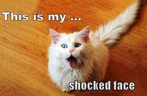 shocked cat.jpg