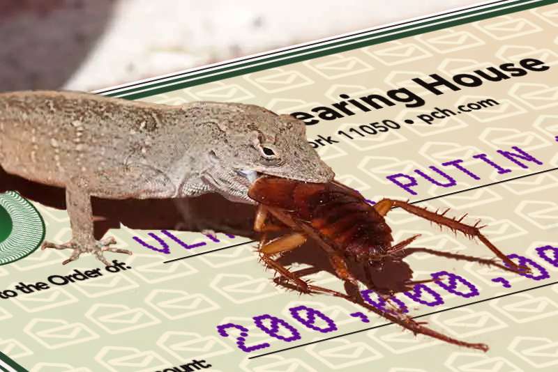Lizroach.jpg