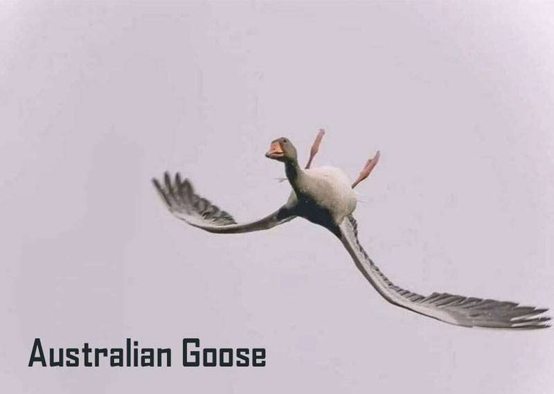 Goose.jpg