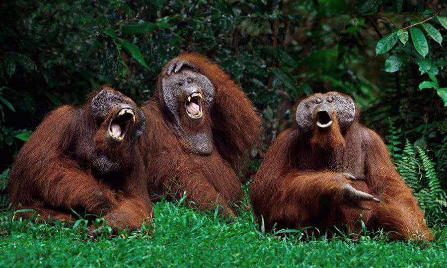 Oragutan laghs.jpg