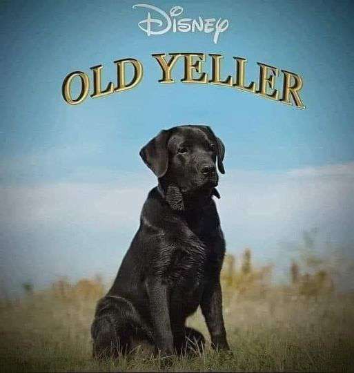 Old Yeller remake.jpg