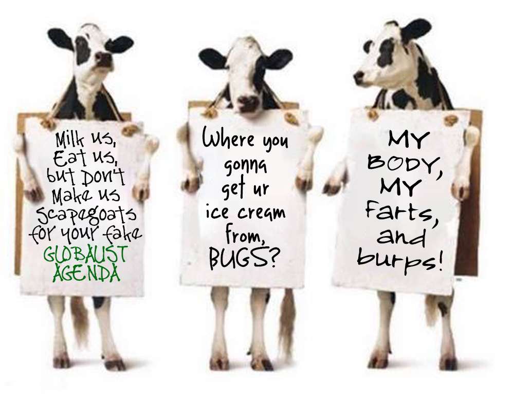 Bovine Protesters.jpg