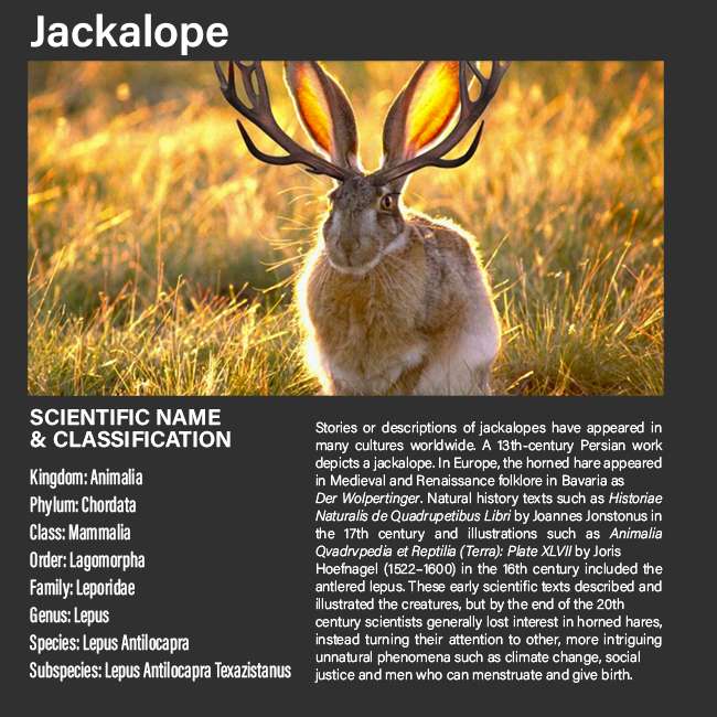 Jackalope facts.jpg