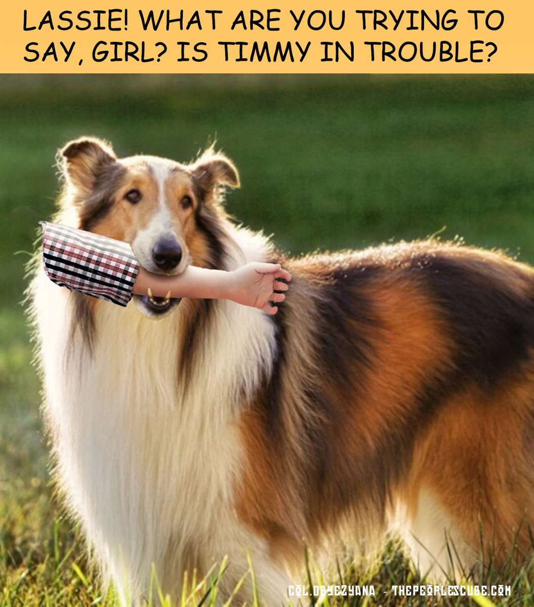 Lassie.jpg