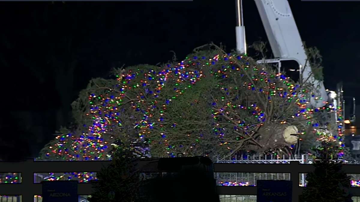 CHRISTMAS-TREE FALLEN-.jpg