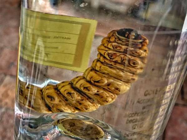 Mezcal-Bottle-Worm.jpg