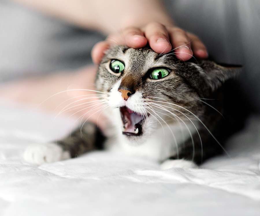 aggressive-cat-behavior-2-1254044307.jpg