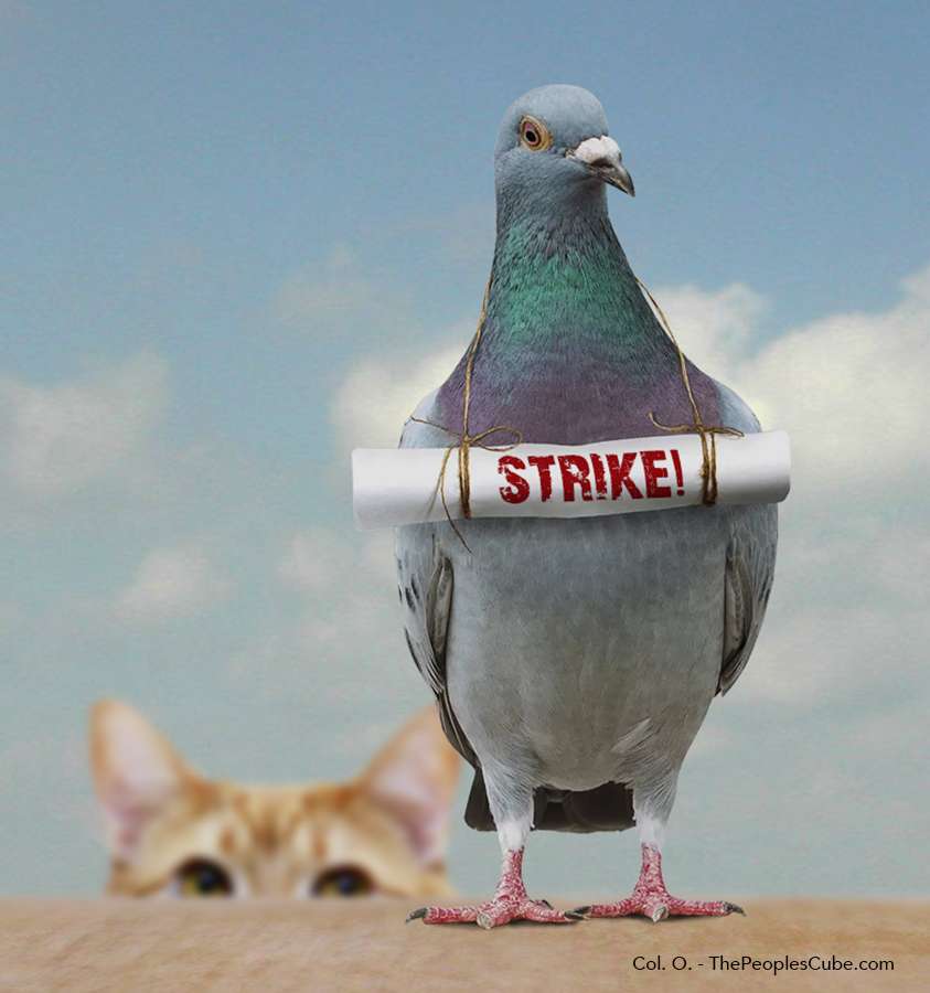 pigeonstrike.jpg