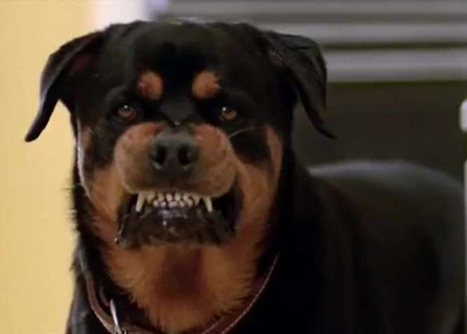 Omen Dog.jpg