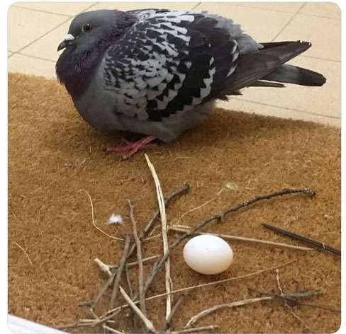 Pigeon_Nest.jpg