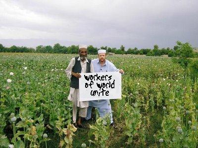 poppy harvest.jpg