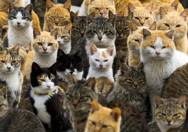 cats.webp